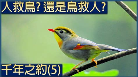 放鳥 語譯|普通話網 (載入中...)